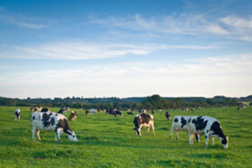 Loket open voor nieuwe subsidie voor minder uitstoot melkveehouderijen